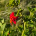 Hibiscus aponeurus Flor