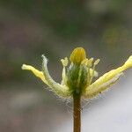 Tribulus terrestris 花