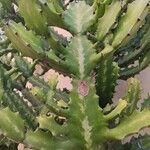 Euphorbia lactea Hostoa