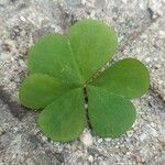 Oxalis fontana Blad