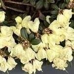 Rhododendron pemakoense Λουλούδι