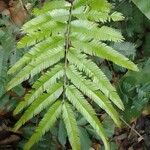 Pentaclethra eetveldeana Leaf