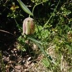 Fritillaria involucrata Flor