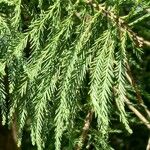 Taxodium distichum 叶