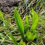 Plantago lanceolataഇല