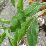 Silene italica Liść