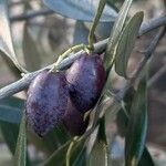 Olea europaea Fruit