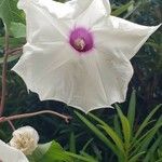 Ipomoea pandurata Цветок