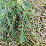 Scabiosa columbaria Leaf