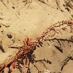 Sesamoides purpurascens 葉