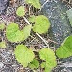 Tellima grandiflora Levél