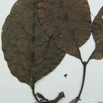 Neea floribunda Other