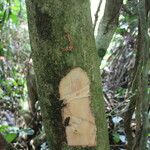 Antidesma laciniatum Кора
