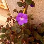 Achimenes grandiflora Цвят