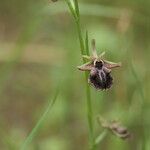 Ophrys ferrum-equinum 花