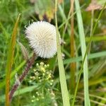 Erigeron acrisLorea