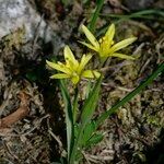 Gagea reverchonii Habit