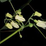 Manihot brachyloba 花