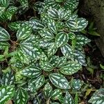 Pilea cadierei Leaf