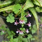 Cuphea racemosa Fleur