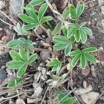 Potentilla alchimilloides Leaf