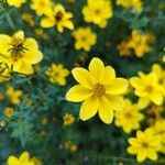 Bidens ferulifolia Кветка