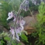 Orthosiphon rubicundus Flower