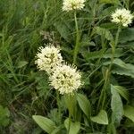 Allium victorialis Floare