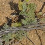 Daucus pumilus Jani