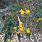 Acacia saligna Cvet