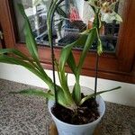 Oncidium crocidipterum Alkat (teljes növény)