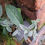 Buddleja globosa Ліст