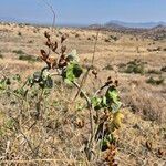 Ipomoea spathulata 果實