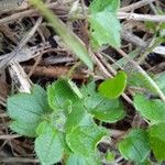 Veronica hederifolia ഇല