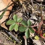 Potentilla canadensis Blad