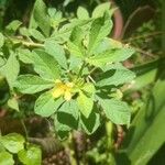 Cleome viscosaFiore