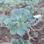 Aeonium mascaense Лист