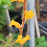 Dyckia brevifolia Virág