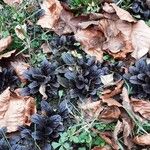 Ajuga pyramidalis Blad