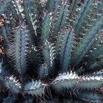 Euphorbia greenwayi Hoja