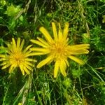 Tragopogon orientalis Kukka