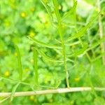 Erucaria hispanica Hoja