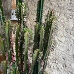 Euphorbia trigona Yaprak