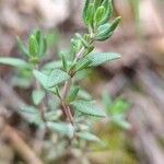 Thymus vulgaris Leaf