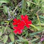 Glandularia peruviana Flor