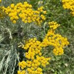 Helichrysum italicumFleur