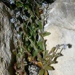 Myosotis minutiflora Libunga