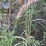 Setaria parviflora Blomma