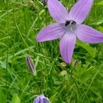 Campanula patulaFlor