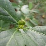 Bernardia corensis Fruit